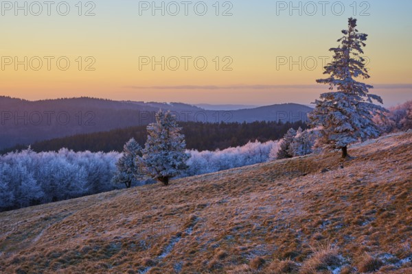 Lonely trees under frosty sunset light on a slope, winter, Route de Cretes, Hohneck, La Bresse, Vosges, France