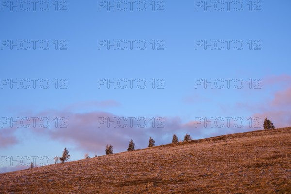 Minimalist landscape with trees on ridge and clear blue sky, winter, Route de Cretes, Hohneck, La Bresse, Vosges, France