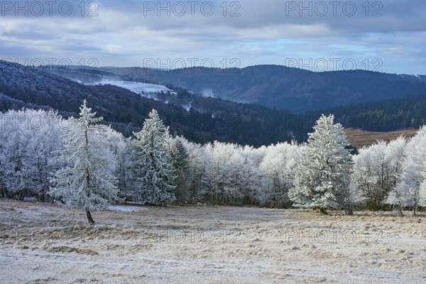 Winter landscape with snow-covered trees against a mountain backdrop, winter, Route de Cretes, Hohneck, La Bresse, Vosges, France