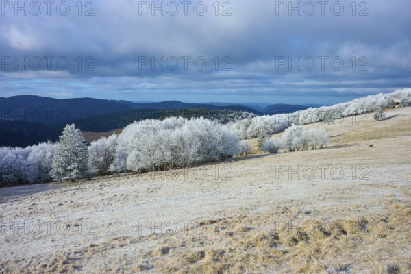 Snowy hills with trees and wide, cloudy sky in a wintry atmosphere, winter, Route de Cretes, Hohneck, La Bresse, Vosges, France