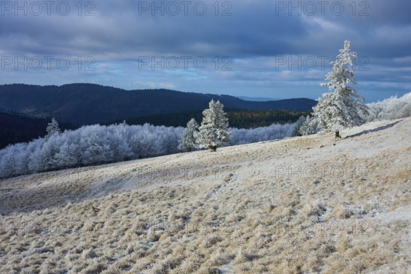 Winter landscape with snow-covered hills and trees under grey sky, winter, Route de Cretes, Hohneck, La Bresse, Vosges, France