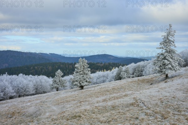 Snowy trees on a hill against a mountain backdrop in winter, winter, Route de Cretes, Hohneck, La Bresse, Vosges, France