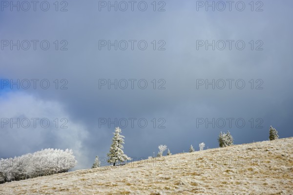 Snow-covered trees under a dramatically dark winter sky, winter, Route de Cretes, Hohneck, La Bresse, Vosges, France
