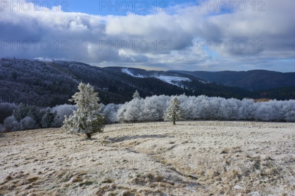 Winter landscape with snow-covered trees and mountains under blue sky, winter, Route de Cretes, Hohneck, La Bresse, Vosges, France