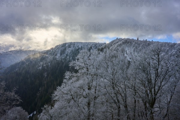 Snowy trees against a gloomy sky in a wintry mountain landscape, winter, Col de la Schlucht, Le Valtin, Vosges, France