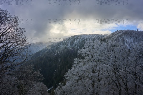 Winter mountain landscape with snowy trees under cloudy sky, winter, Col de la Schlucht, Le Valtin, Vosges, France