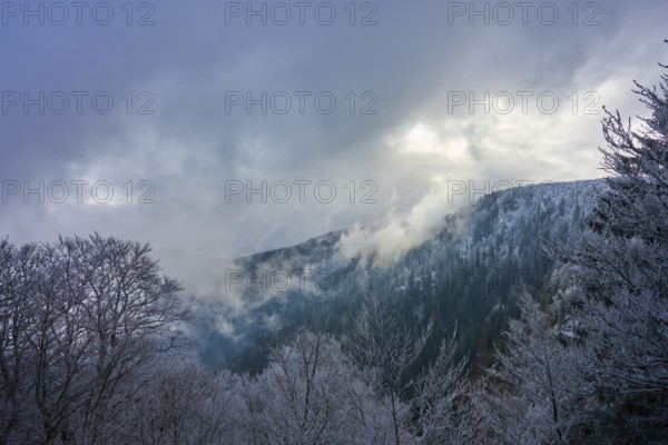 Frosty trees covered in fog against a cloudy sky in a wintry atmosphere, winter, Col de la Schlucht, Le Valtin, Vosges, France