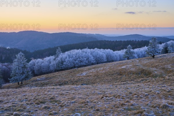 Rolling hills with snow-covered trees at dusk, winter, Route de Cretes, Hohneck, La Bresse, Vosges, France