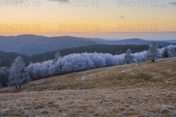Frozen trees and snow-covered hills under an orange evening sky, winter, Route de Cretes, Hohneck, La Bresse, Vosges, France