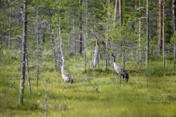 Two cranes stand in swampy forest surrounded by nature and tall trees, Karelia, Finland