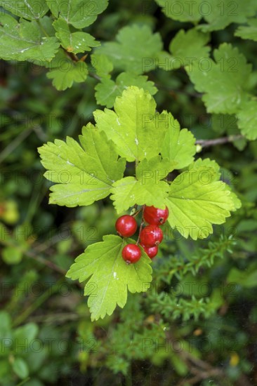Bright red berries hang from a branch of the Alpine currant (Ribes alpinum) with vivid green leaves, Sweden