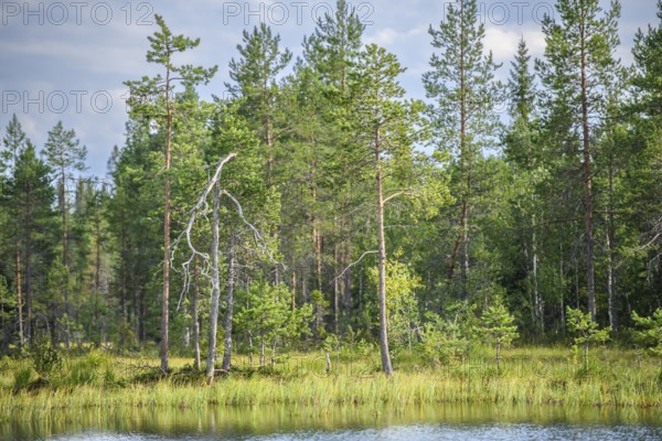 Green boggy pine forest Taiga summer forest with pine trees and pale sky in the background on the banks of a body of water, Karelia, Lapland, Finland