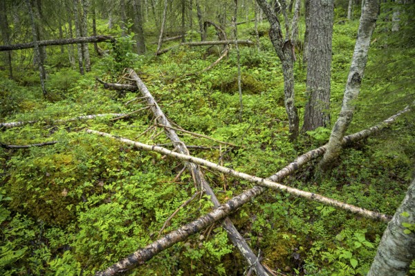 Dense forest with fallen trees covered by moss, pristine natural scenery, Svedjehamn, Kvarken Archipelago, Finland