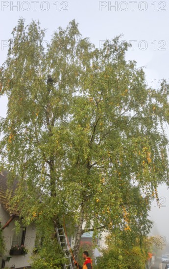 Tree climber cuts a birch (Betula), Eckental, Middle Franconia, Bavaria, Germany