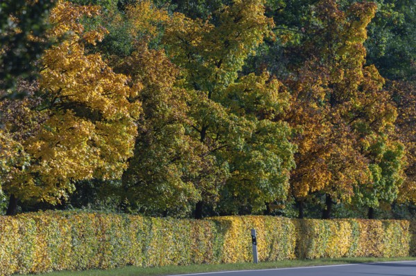 Beech hedges (Fagus) and trees in autumn colour along a road, Lauf an der Pegnitz, Middle Franconia, Bavaria, Germany
