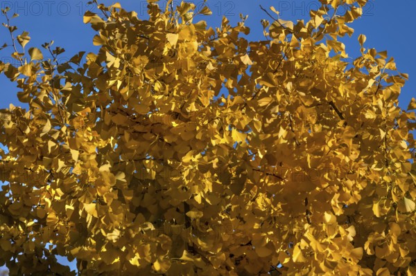Ginkgo tree (ginkgo biloba) in autumn colour, Franconia, Bavaria, Germany