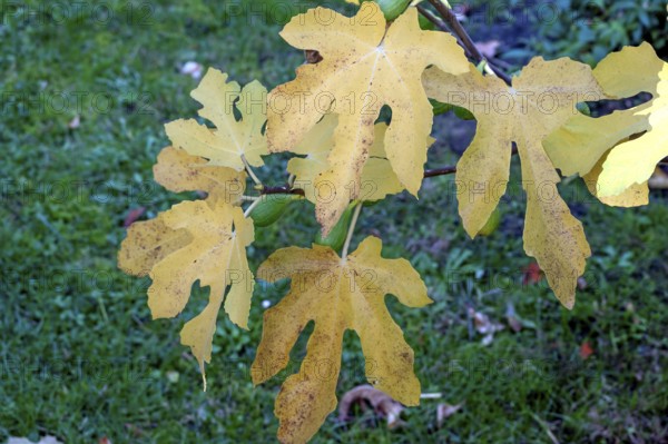 Autumn fig leaves (Ficus carica), Bavaria, Germany