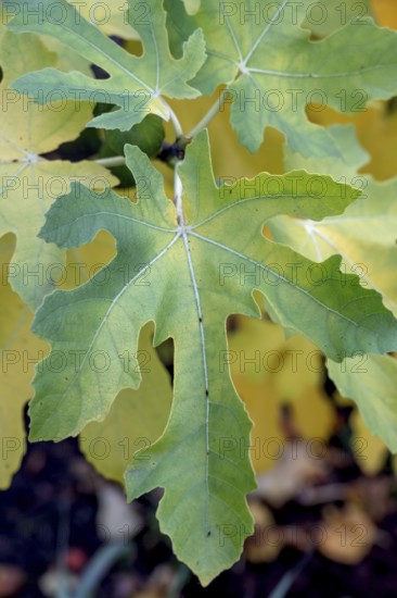 Fig leaves (Ficus carica), Bavaria, Germany