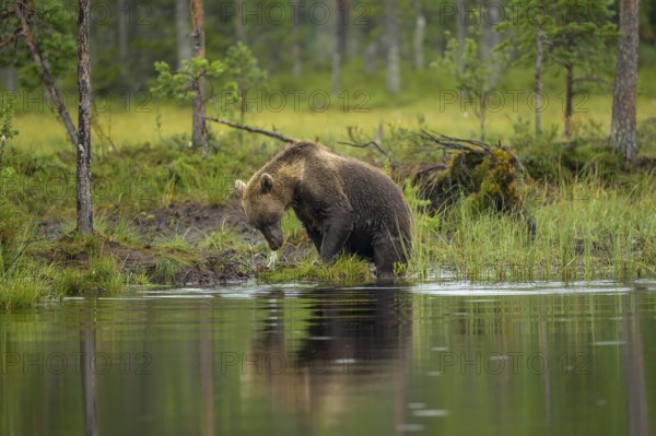 Brown bear (Ursus arctos) by the water in a dense forest, apparently in hunting position, surrounded by wilderness, Karelia, Lapland, Finland