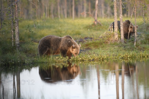 A brown bear (Ursus arctos) drinking on the river bank in the forest, surrounded by trees, almost calm reflection in the water, Karelia, Lapland, Finland