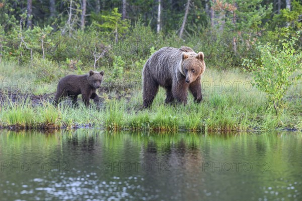 A brown bear (Ursus arctos) with young on a quiet lakeshore surrounded by lush vegetation at dusk, Karelia, Lapland, Finland