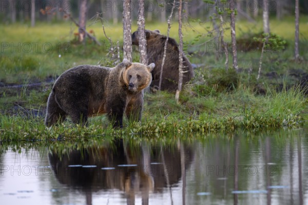 An alert brown bear (Ursus arctos) stands by the lake, its reflection clearly visible in the calm water, Karelia, Lapland, Finland