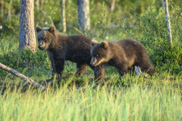 Two young brown bears (Ursus arctos) curiously exploring the green forest environment at dusk, Karelia, Lapland, Finland