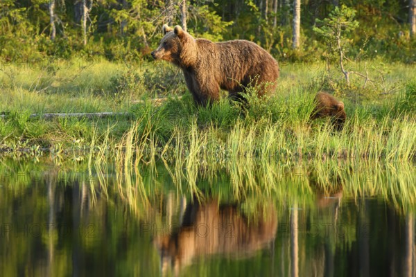 A brown bear (Ursus arctos) with young on the shore of a lake, surrounded by trees, the evening mood conveys tranquillity, Karelia, Lapland, Finland