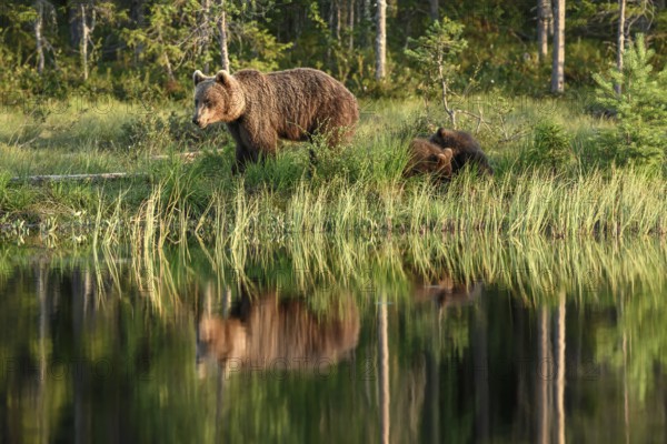 A brown bear (Ursus arctos) and its young at the edge of the forest, by the lake, their reflection visible in the water, Karelia, Lapland, Finland