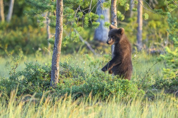 A small brown bear (Ursus arctos) stands near a tree in the forest grass, Karelia, Lapland, Finland