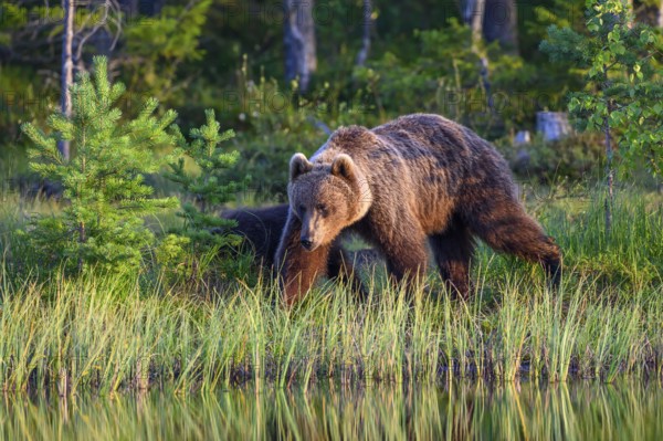 A large brown bear (Ursus arctos) moves through tall grass in the evening light, Karelia, Lapland, Finland