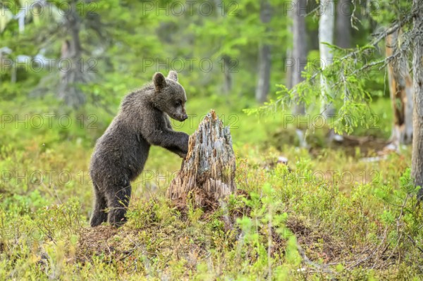 A small brown bear (Ursus arctos) curiously examines a tree stump in the forest, Karelia, Lapland, Finland
