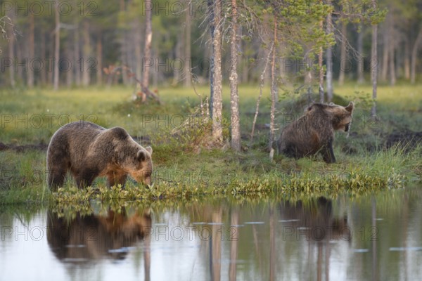 Two brown bears (Ursus arctos) on a quiet lakeshore with forest in the background, Karelia, Lapland, Finland
