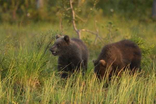 Two small brown bears (Ursus arctos) curiously exploring the grass in the forest, Karelia, Lapland, Finland
