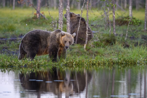 A brown bear (Ursus arctos) on the lakeshore with reflecting trees in the water, Karelia, Lapland, Finland