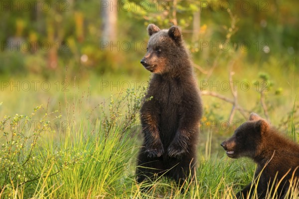 Two young brown bears (Ursus arctos) stand in the grass and look around curiously, Karelia, Lapland, Finland