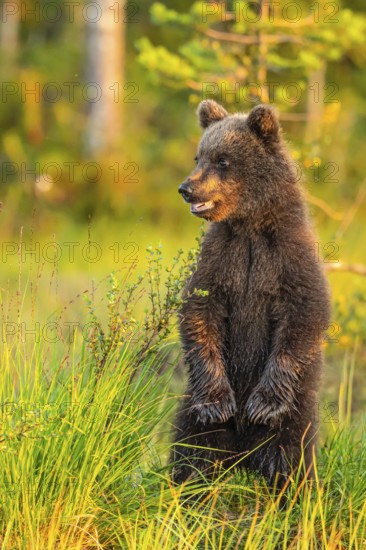 A young brown bear (Ursus arctos) stands attentively in the tall grass at dusk, Karelia, Lapland, Finland