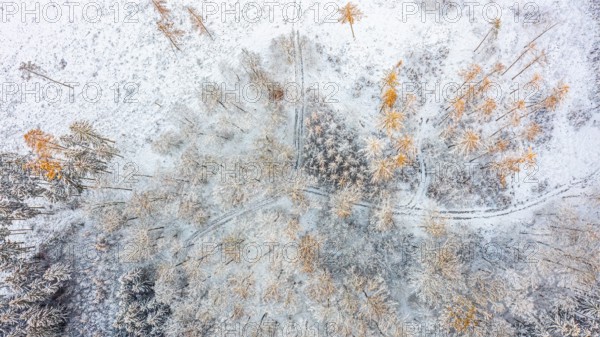 Hankenberge, Hilter am Teutoburger Wald, Lower Saxony, Germany, Bird's eye view of snow-covered landscape, larches (Larix decidua) with light orange tones, aerial view, drone image