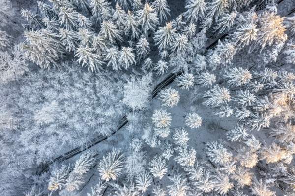 Hankenberge, Hilter am Teutoburger Wald, Lower Saxony, Germany, bird's-eye view of snowy forest, trees covered with frosty snow, aerial view, drone shot