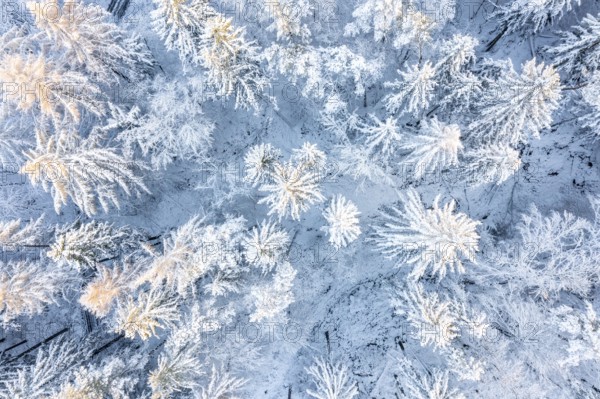Hankenberge, Hilter am Teutoburg Forest, Lower Saxony, Germany, aerial view of snow-covered trees in a winter forest with abstract patterns, aerial view, drone shot