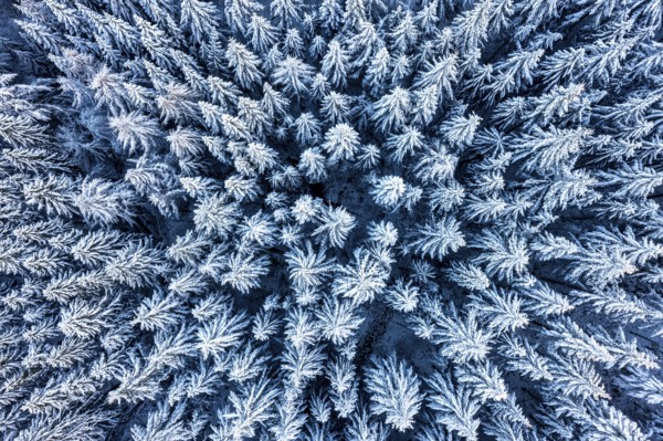 Hankenberge, Hilter am Teutoburger Wald, Lower Saxony, Germany, aerial view of a dense forest with snow-covered trees from a bird's eye view, aerial view, drone view