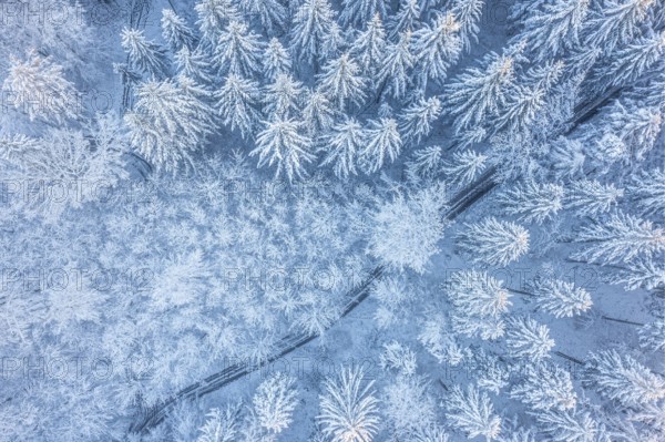 Hankenberge, Hilter am Teutoburg Forest, Lower Saxony, Germany, Snow-covered trees form an even, geometric pattern from the air, aerial view, drone shot