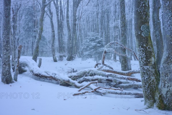 Snow-covered forest with fallen branches and heavy snowfall, copper beech (Fagus sylvatica), winter, Hohneck, La Bresse, Vosges, France