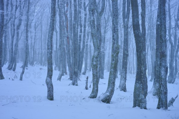 Dense bare trees in a snowy, foggy forest, copper beech (Fagus sylvatica), winter, Hohneck, La Bresse, Vosges, France