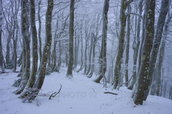Snow-covered forest with slender, bare trees in a frosty environment, copper beech (Fagus sylvatica), winter, Hohneck, La Bresse, Vosges, France