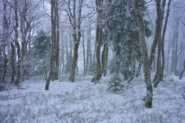 Snow-covered forest with conifers in a foggy winter scenery, copper beech (Fagus sylvatica), winter, Hohneck, La Bresse, Vosges, France
