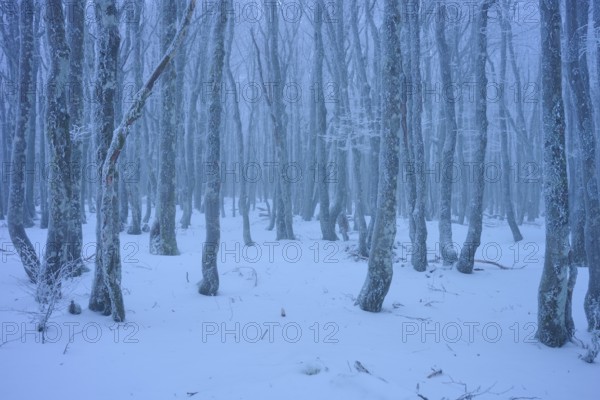 Snow-covered dense forest with slender, bare tree trunks under blue light, copper beech (Fagus sylvatica), winter, Hohneck, La Bresse, Vosges, France