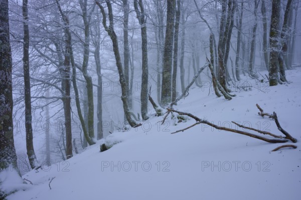 Snow-covered hilly landscape with bare tree trunks and foggy atmosphere, copper beech (Fagus sylvatica), winter, Hohneck, La Bresse, Vosges, France