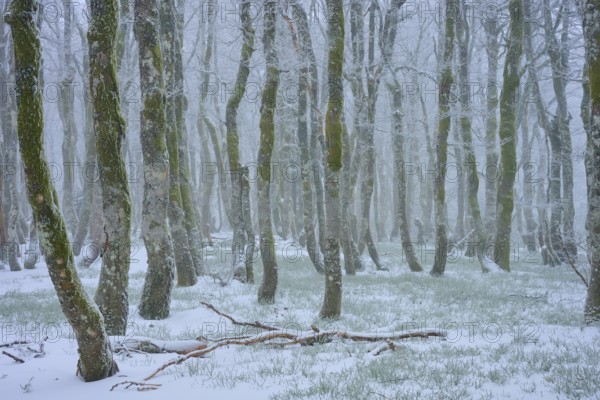Snow-covered trees stand foggy in a wintry forest, copper beech (Fagus sylvatica), winter, Hohneck, La Bresse, Vosges, France
