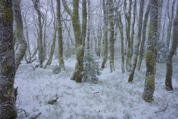 Snowy tree-covered landscape in winter with a dense atmosphere, copper beech (Fagus sylvatica), winter, Hohneck, La Bresse, Vosges, France